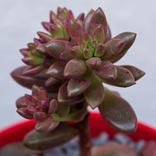 Una foto de Sedeveria Jet Beads (Echeveria affinis x Sedum stahlii)