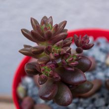 Una foto de Sedeveria Jet Beads (Echeveria affinis x Sedum stahlii)