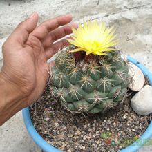 Una foto de Coryphantha elephantidens
