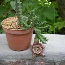 Una foto de Orbea variegata