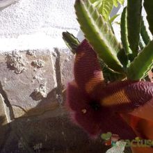 Una foto de Stapelia grandiflora