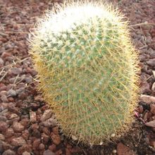 A photo of Mammillaria rhodantha ssp. pringlei