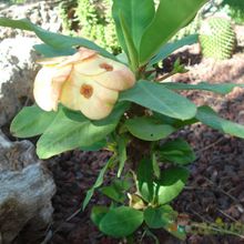 Una foto de Euphorbia milii var. milii