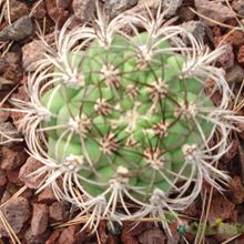 Una foto de Gymnocalycium saglionis