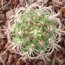 A photo of Gymnocalycium saglionis