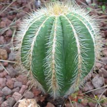 A photo of Parodia magnifica