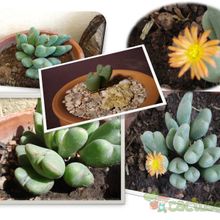 Una foto de Conophytum bilobum 