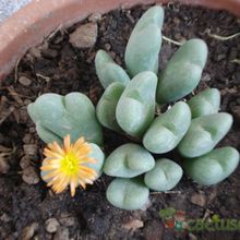 Una foto de Conophytum bilobum 