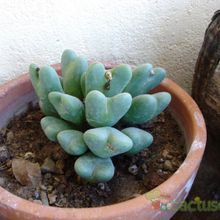 Una foto de Conophytum bilobum 