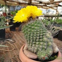 A photo of Parodia curvispina