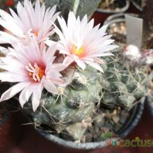 Una foto de Turbinicarpus laui