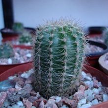 Una foto de Echinopsis werdermannii