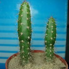 Una foto de Corryocactus melanotrichus