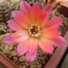 A photo of Lobivia pygmaea