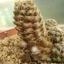 A photo of Lobivia pygmaea