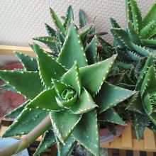 A photo of Aloe perfoliata 