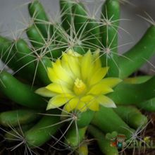 Una foto de Mammillaria longimamma