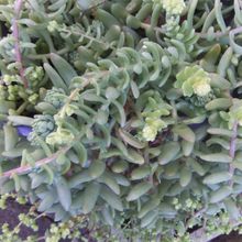 Foto de un cactus que se está identificando actualmente