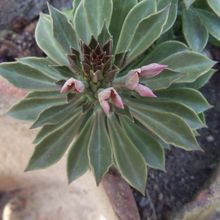 Una foto de Euphorbia guentheri