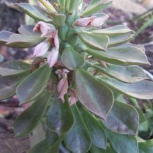 Una foto de Euphorbia guentheri