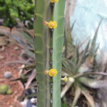 A photo of Euphorbia heterochroma