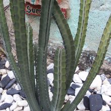 A photo of Euphorbia heterochroma