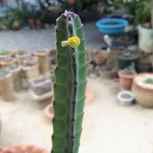 A photo of Euphorbia heterochroma