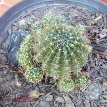 Una foto de Echinopsis arachnacantha