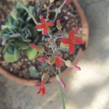 Una foto de Kalanchoe rotundifolia