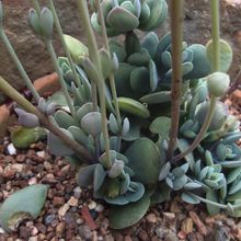 Una foto de Kalanchoe rotundifolia