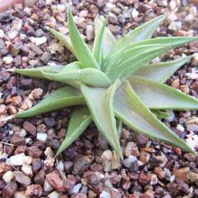 A photo of Haworthia limifolia var. ubomboensis