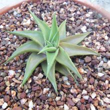 A photo of Haworthia limifolia var. ubomboensis