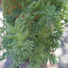 Foto de un cactus que se está identificando actualmente