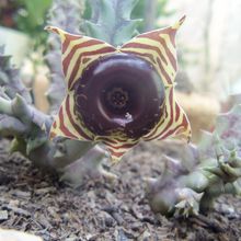 A photo of Huernia zebrina