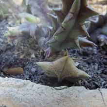 A photo of Huernia zebrina
