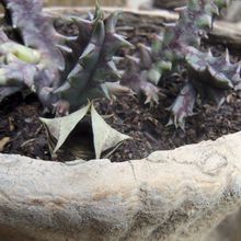 A photo of Huernia zebrina