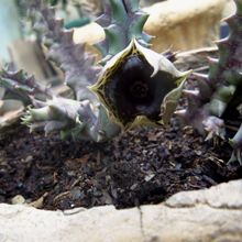 A photo of Huernia zebrina