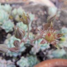 Una foto de Graptopetalum macdougallii