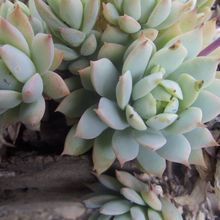 Una foto de Graptopetalum macdougallii