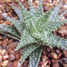 Una foto de Aloe Pepe (Aloe Discoingsii x Aloe Haworthioides)