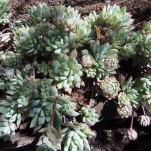 Una foto de Graptopetalum macdougallii