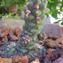 Una foto de Euphorbia ritchiei subsp. nyambensis