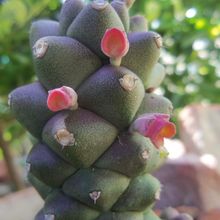 Una foto de Euphorbia ritchiei subsp. nyambensis