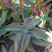 A photo of Kalanchoe mortagei