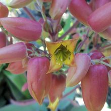 A photo of Kalanchoe mortagei