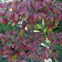 A photo of Kalanchoe mortagei