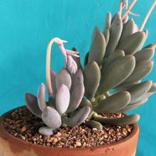 Una foto de Pachyphytum glutinicaule