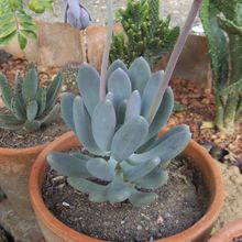 Una foto de Pachyphytum glutinicaule