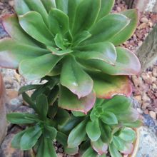 Photo of a cactus currently being identified