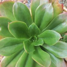 Photo of a cactus currently being identified